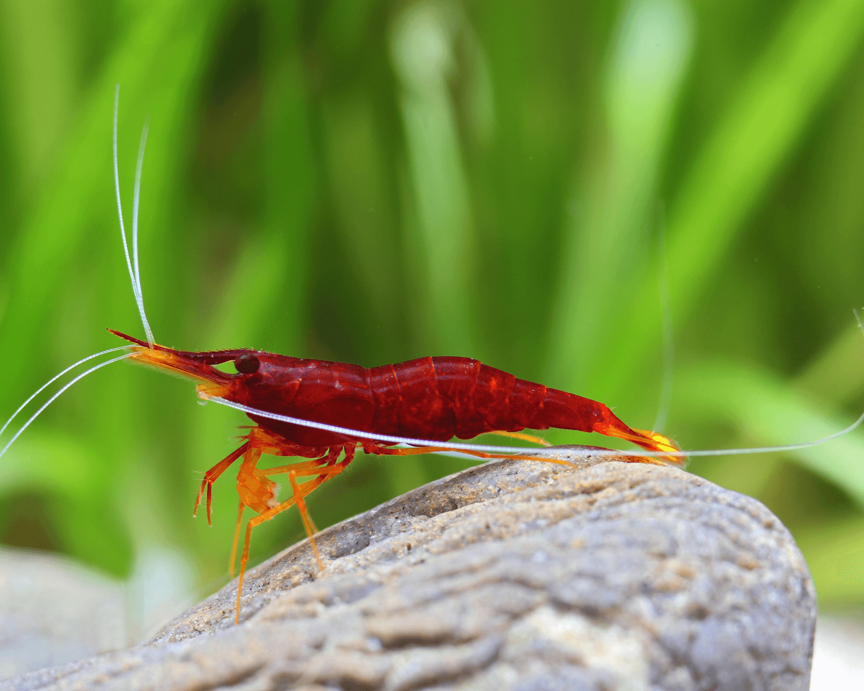 Sulawesi Blossom Red Shrimp (Caridina sp.)